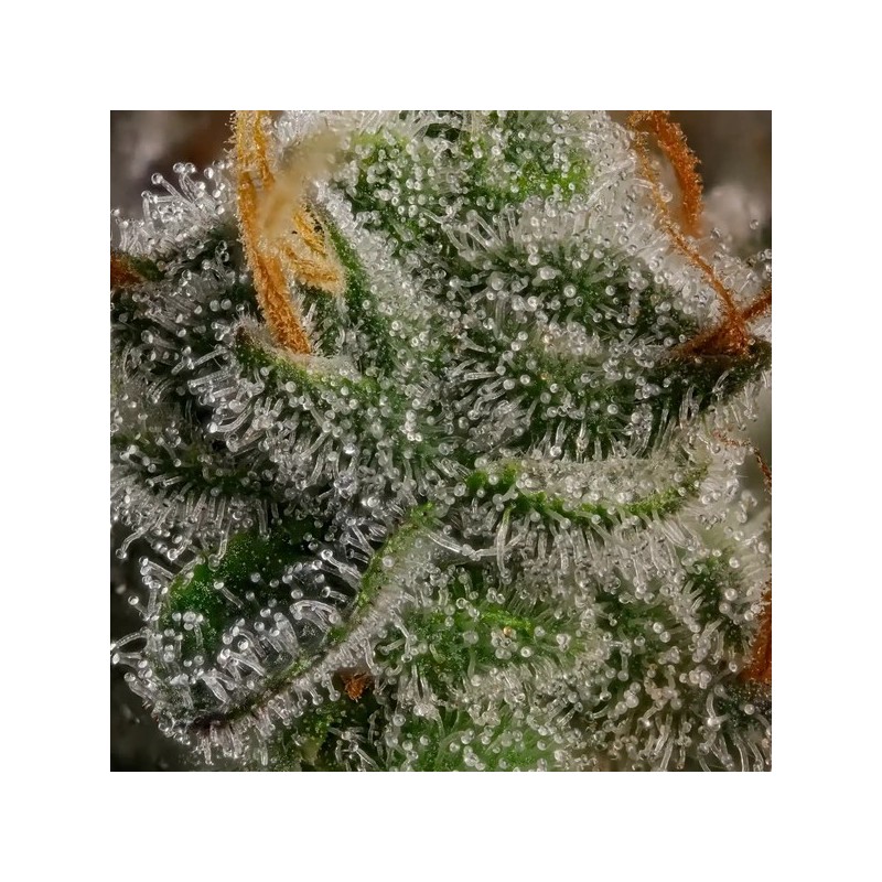 Haze Berry semi cannabis Royal Queen Seeds