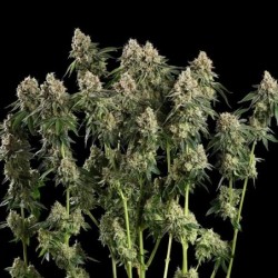 Haze Berry semi cannabis Royal Queen Seeds