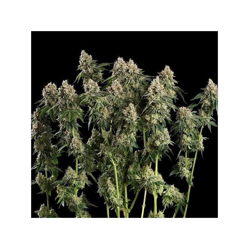 Haze Berry semi cannabis Royal Queen Seeds
