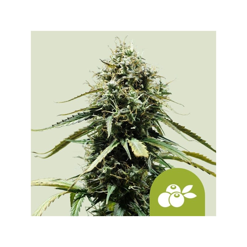 Haze Berry Auto semi cannabis Royal Queen Seeds