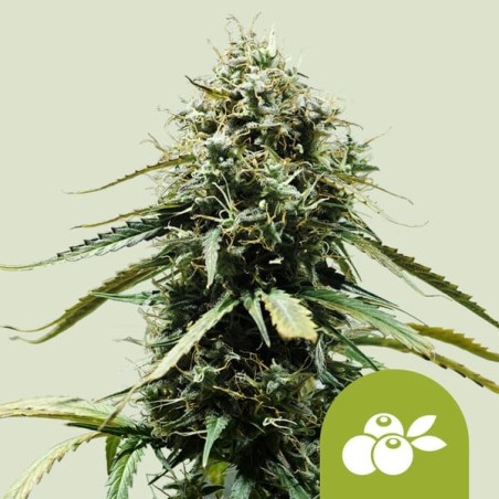 Haze Berry Auto semi cannabis Royal Queen Seeds