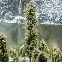 Haze Berry Auto semi cannabis Royal Queen Seeds