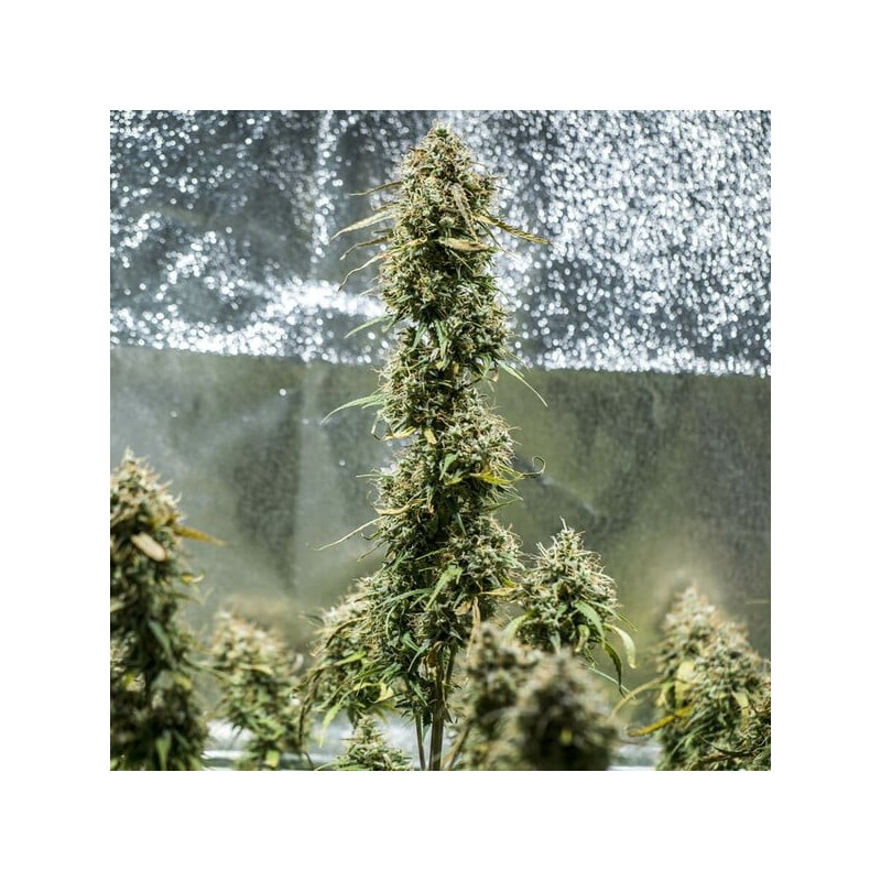 Haze Berry Auto semi cannabis Royal Queen Seeds