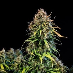 Haze Berry Auto semi cannabis Royal Queen Seeds