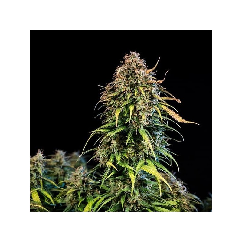 Haze Berry Auto semi cannabis Royal Queen Seeds