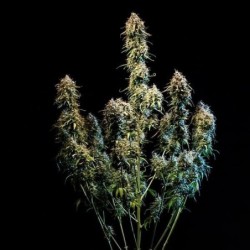 Haze Berry Auto semi cannabis Royal Queen Seeds