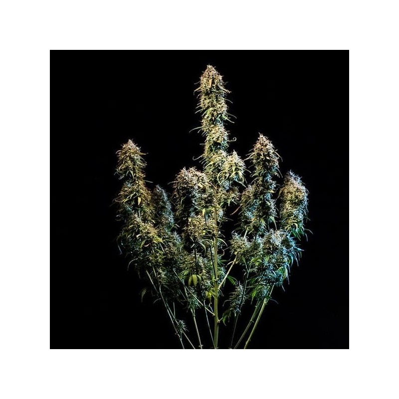 Haze Berry Auto semi cannabis Royal Queen Seeds