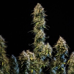 Haze Berry Auto semi cannabis Royal Queen Seeds
