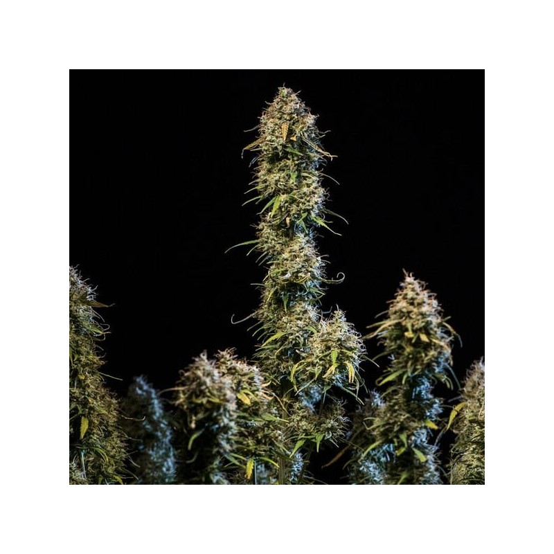 Haze Berry Auto semi cannabis Royal Queen Seeds