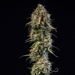 Haze Berry Auto semi cannabis Royal Queen Seeds