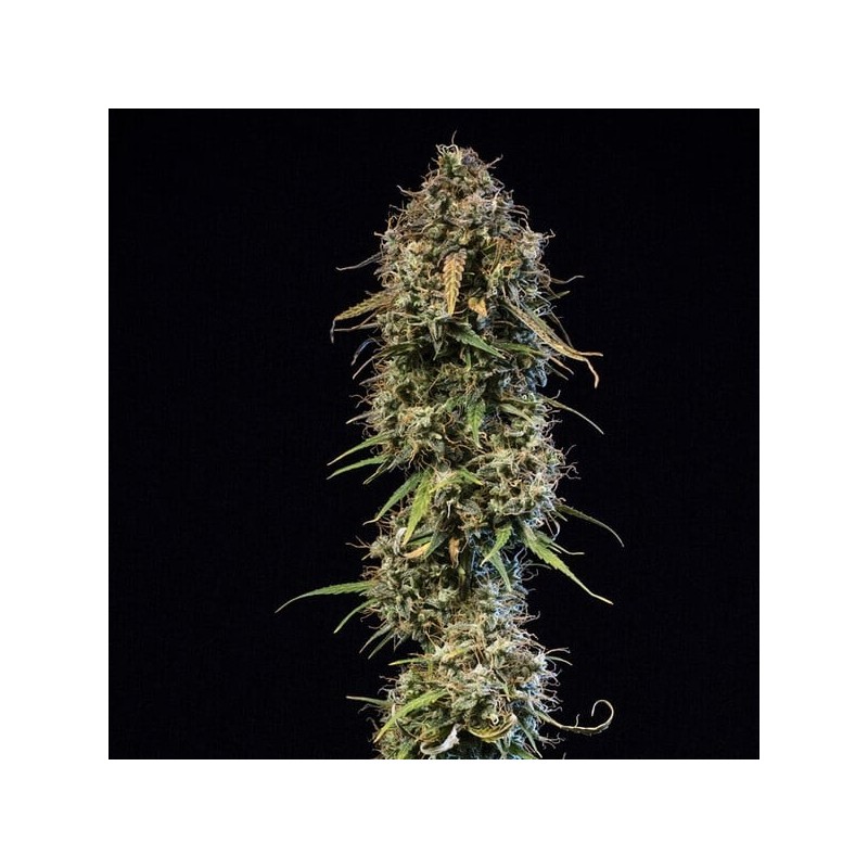 Haze Berry Auto semi cannabis Royal Queen Seeds