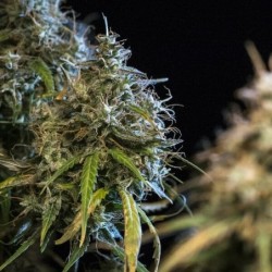 Haze Berry Auto semi cannabis Royal Queen Seeds