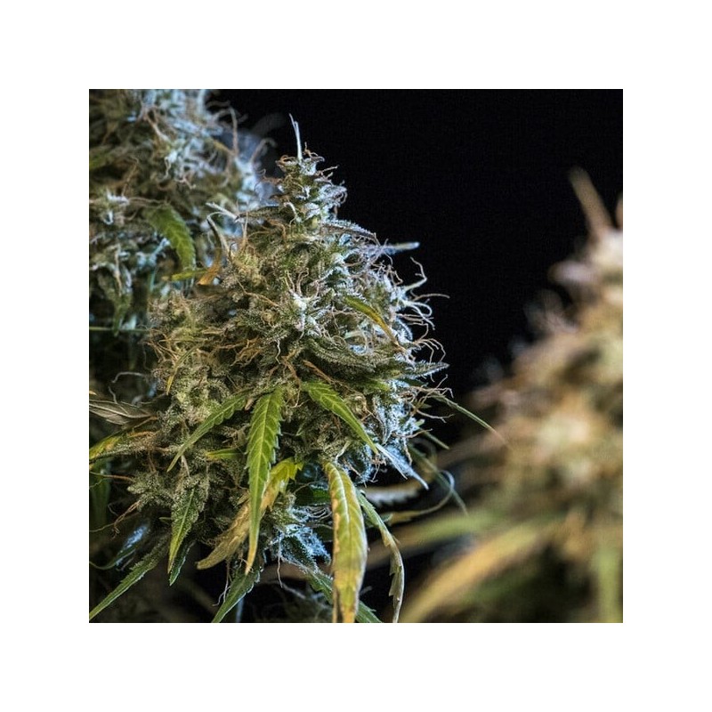 Haze Berry Auto semi cannabis Royal Queen Seeds