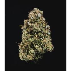 Haze Berry Auto semi cannabis Royal Queen Seeds