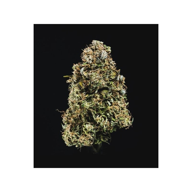 Haze Berry Auto semi cannabis Royal Queen Seeds