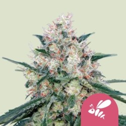 Honey Cream FAST Version semi cannabis Royal Queen Seeds