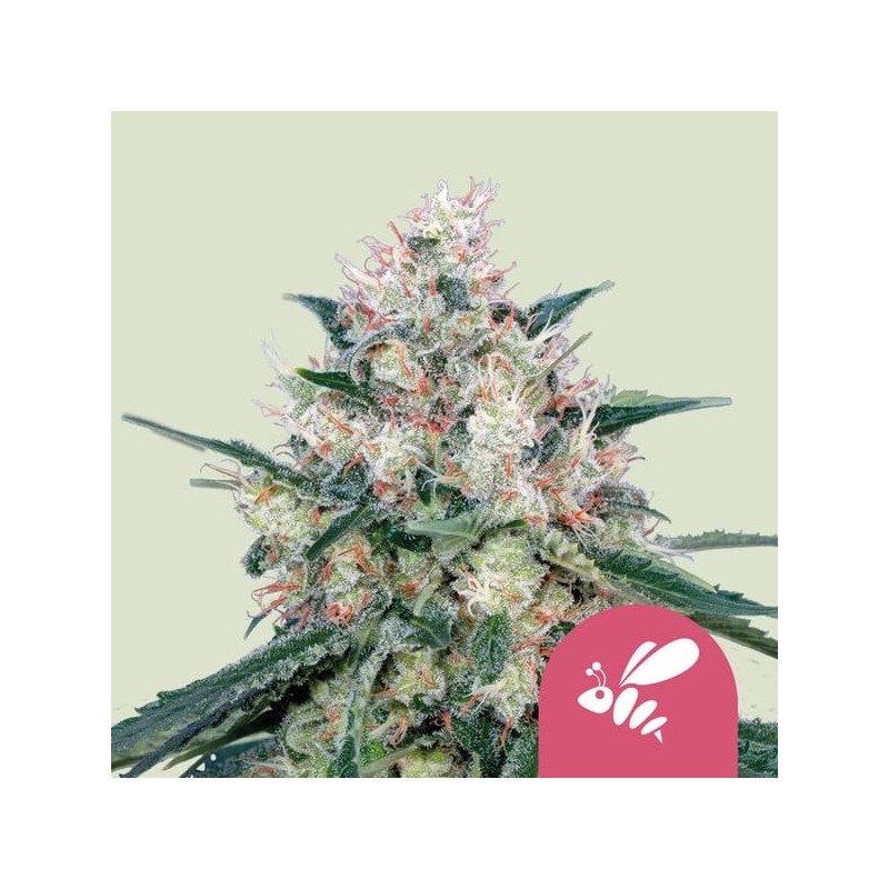 Honey Cream FAST Version semi cannabis Royal Queen Seeds