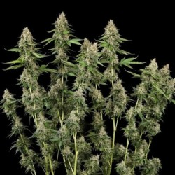 Honey Cream FAST Version semi cannabis Royal Queen Seeds
