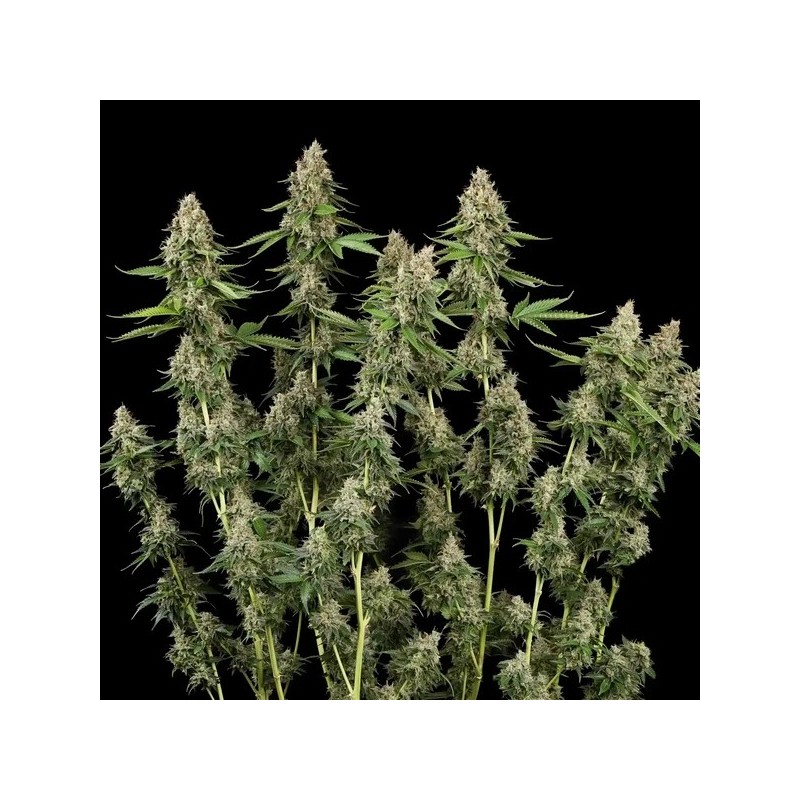 Honey Cream FAST Version semi cannabis Royal Queen Seeds