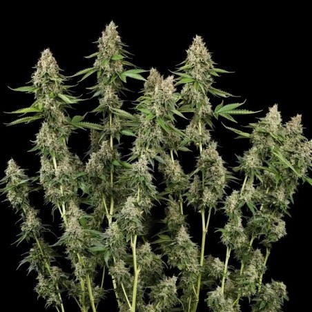 Honey Cream FAST Version semi cannabis Royal Queen Seeds
