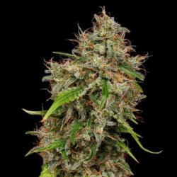 Honey Cream FAST Version semi cannabis Royal Queen Seeds