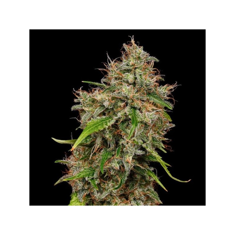 Honey Cream FAST Version semi cannabis Royal Queen Seeds