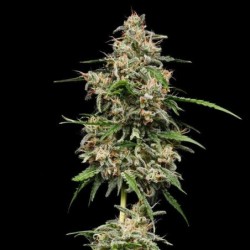 Honey Cream FAST Version semi cannabis Royal Queen Seeds