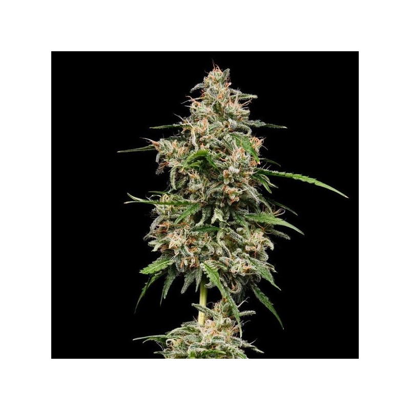 Honey Cream FAST Version semi cannabis Royal Queen Seeds