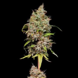 Honey Cream FAST Version semi cannabis Royal Queen Seeds