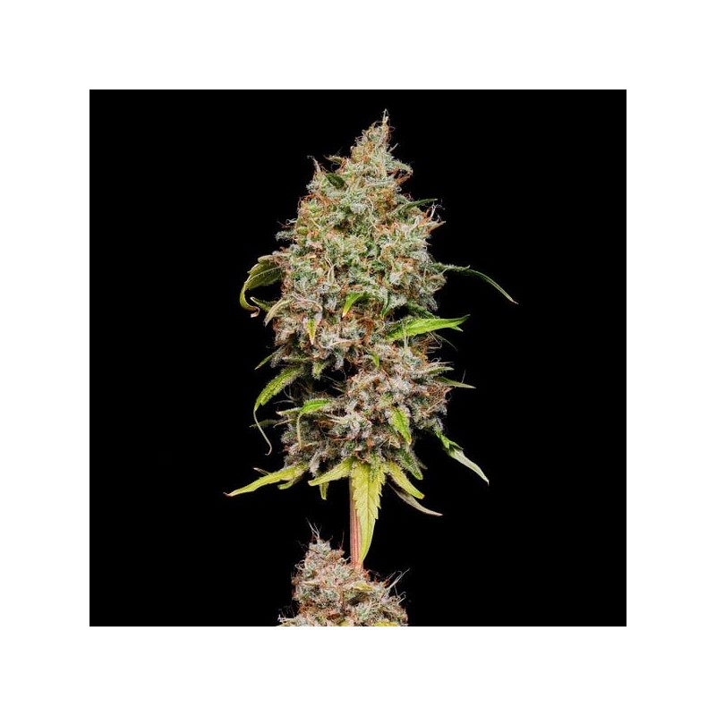 Honey Cream FAST Version semi cannabis Royal Queen Seeds