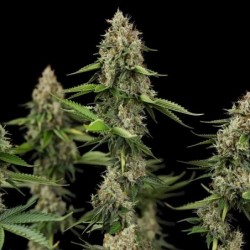 Honey Cream FAST Version semi cannabis Royal Queen Seeds