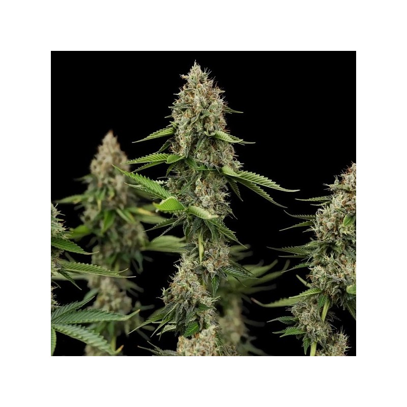 Honey Cream FAST Version semi cannabis Royal Queen Seeds