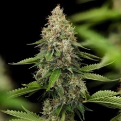 Honey Cream FAST Version semi cannabis Royal Queen Seeds