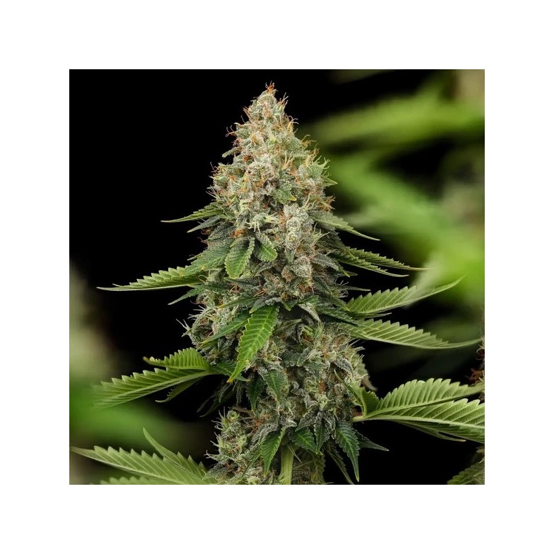 Honey Cream FAST Version semi cannabis Royal Queen Seeds