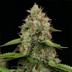 Honey Cream FAST Version semi cannabis Royal Queen Seeds