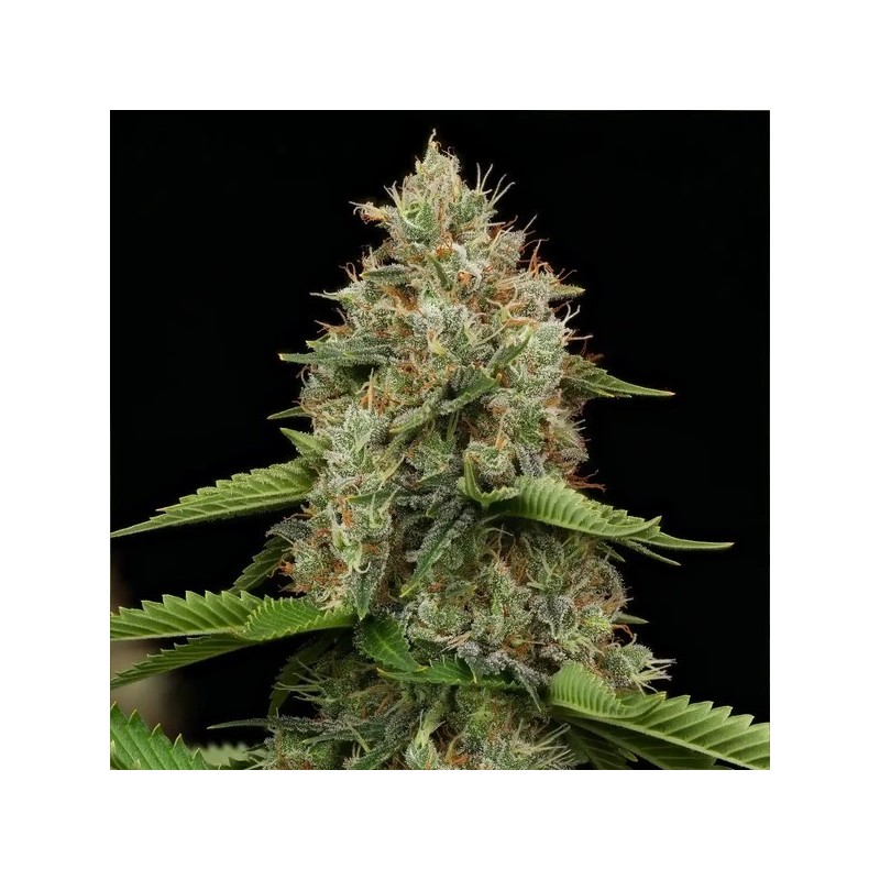 Honey Cream FAST Version semi cannabis Royal Queen Seeds