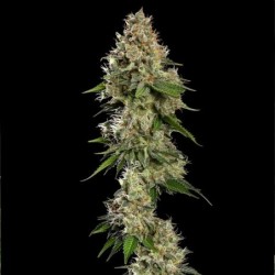Honey Cream FAST Version semi cannabis Royal Queen Seeds
