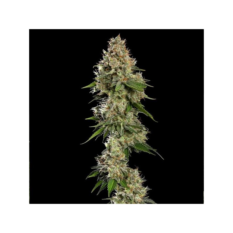 Honey Cream FAST Version semi cannabis Royal Queen Seeds