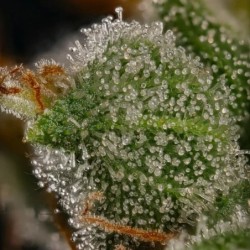 Honey Cream FAST Version semi cannabis Royal Queen Seeds