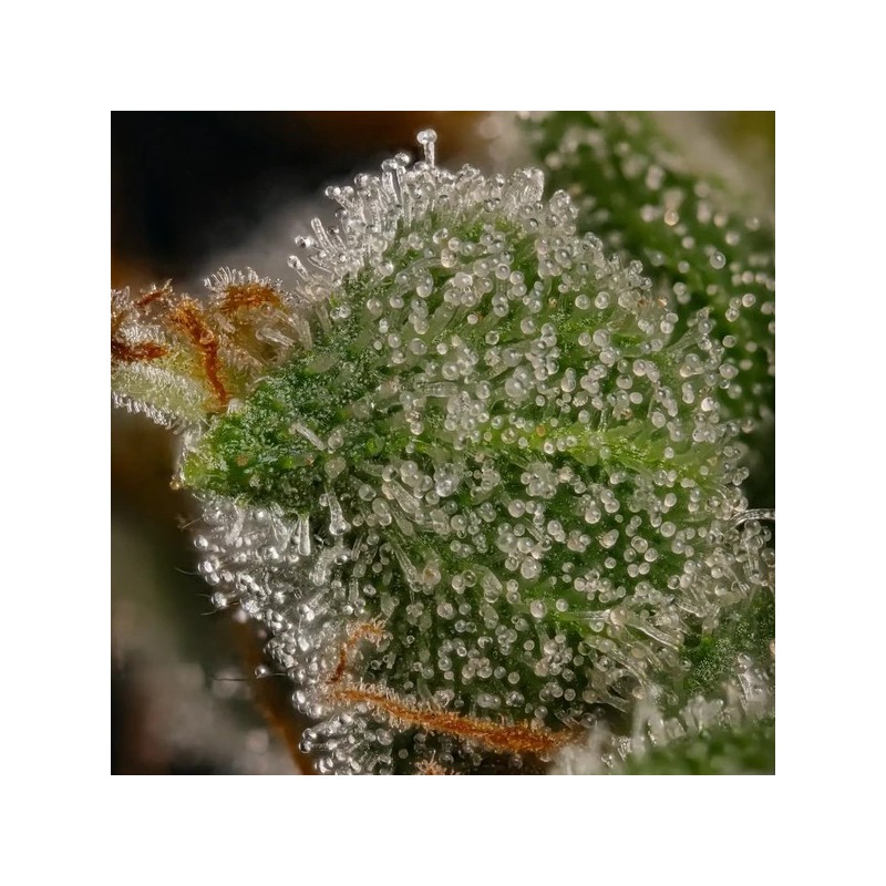 Honey Cream FAST Version semi cannabis Royal Queen Seeds