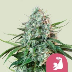 HulkBerry semi cannabis Royal Queen Seeds
