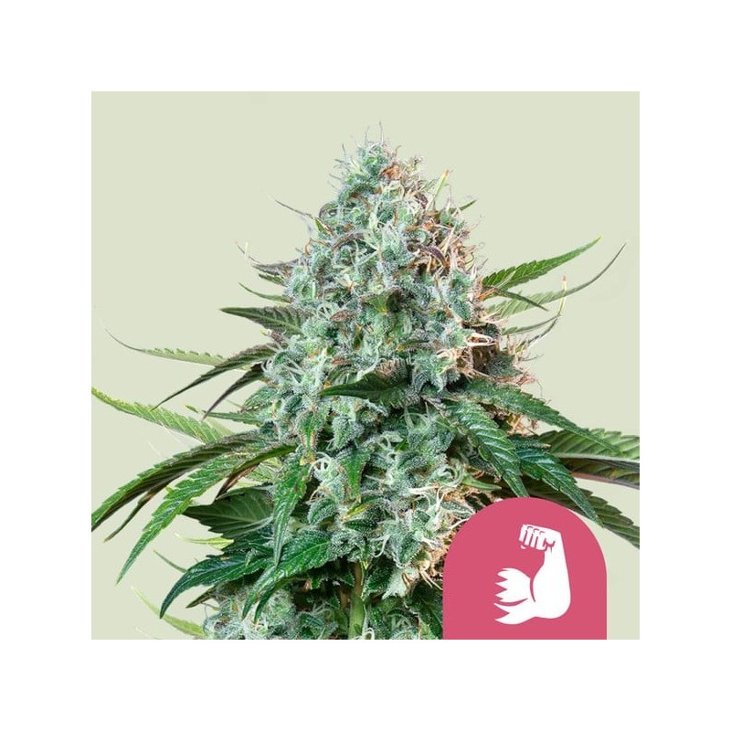 HulkBerry semi cannabis Royal Queen Seeds