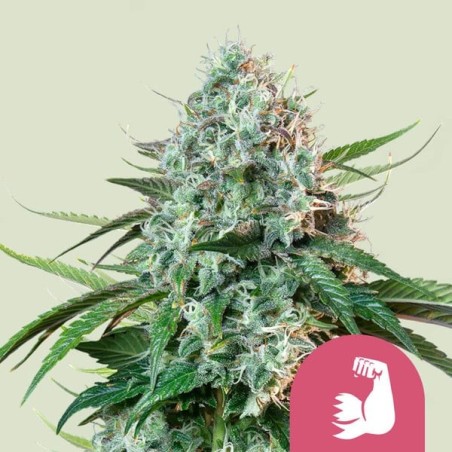 HulkBerry semi cannabis Royal Queen Seeds