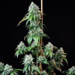 HulkBerry semi cannabis Royal Queen Seeds