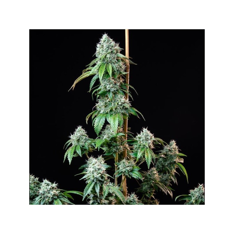 HulkBerry semi cannabis Royal Queen Seeds