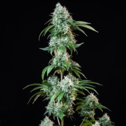 HulkBerry semi cannabis Royal Queen Seeds