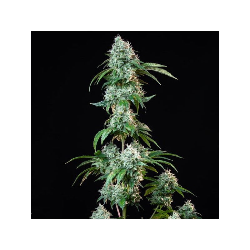 HulkBerry semi cannabis Royal Queen Seeds