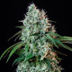 HulkBerry semi cannabis Royal Queen Seeds
