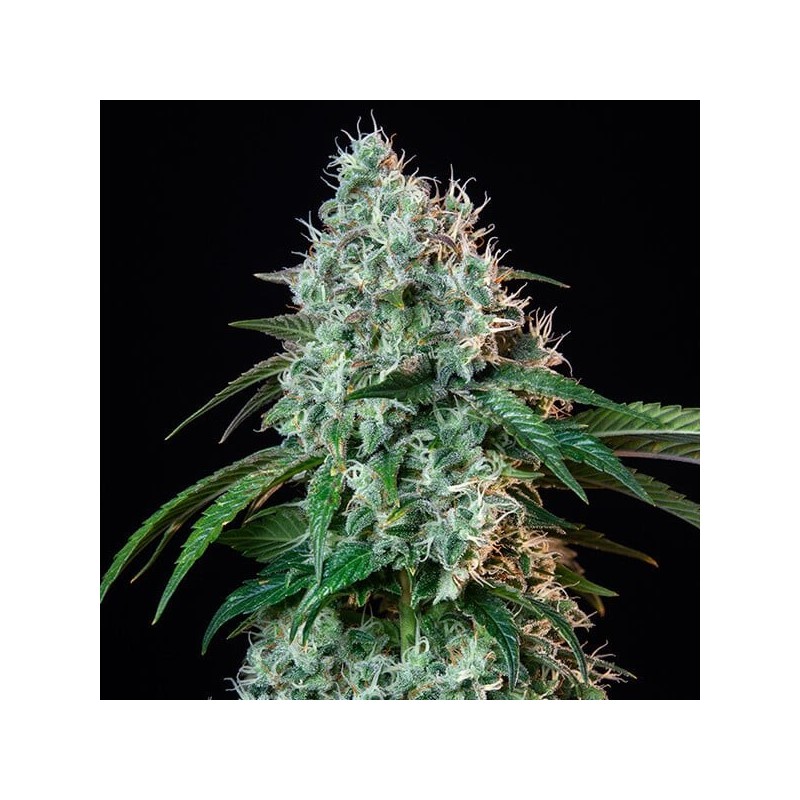 HulkBerry semi cannabis Royal Queen Seeds