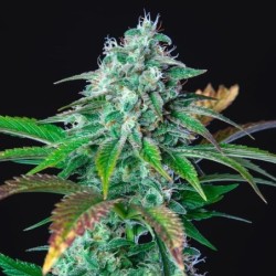 HulkBerry semi cannabis Royal Queen Seeds